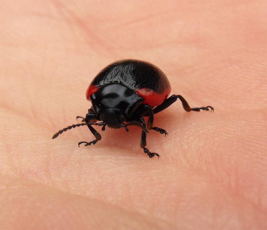 Altro Chrysomelidae da ID